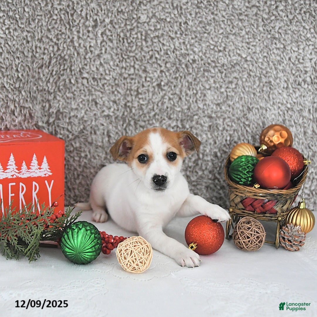 Jack Russell Terrier dogs for sale: Reba - Ad 3