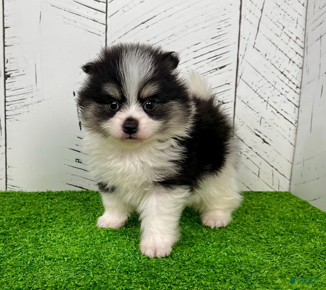Pomeranian dogs for sale: Tucker - Ad 2