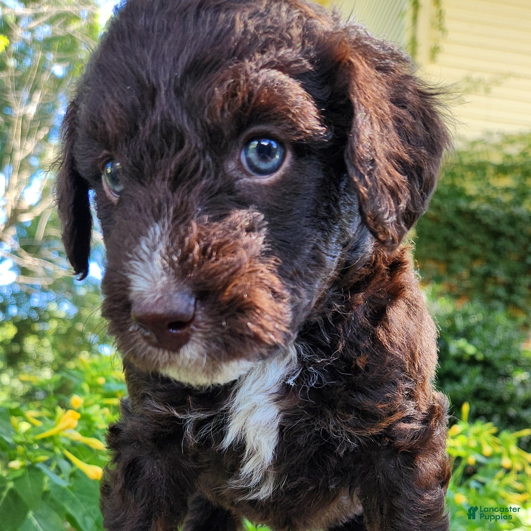 Mini Aussiedoodle dogs Pluto - Male - Red Tuxedo - Ad 2