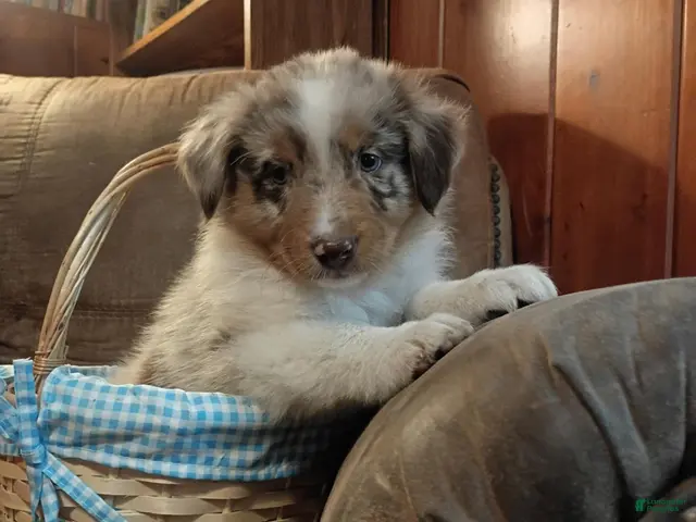 Australian Shepherd dogs for sale: Tucker - Ad 7