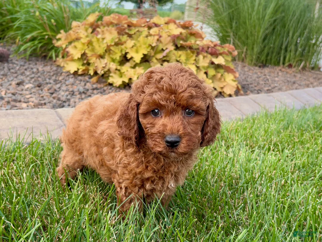 Cavapoo dogs for sale: Charlie - Ad 7