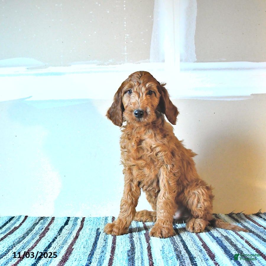 Irish Doodle dogs Lucky - Ad 20