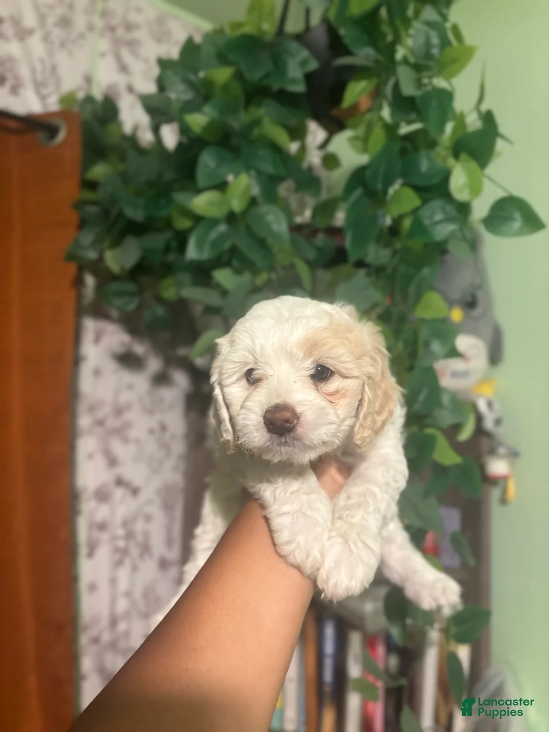 Maltipoo dogs for sale: Mila - Ad 3