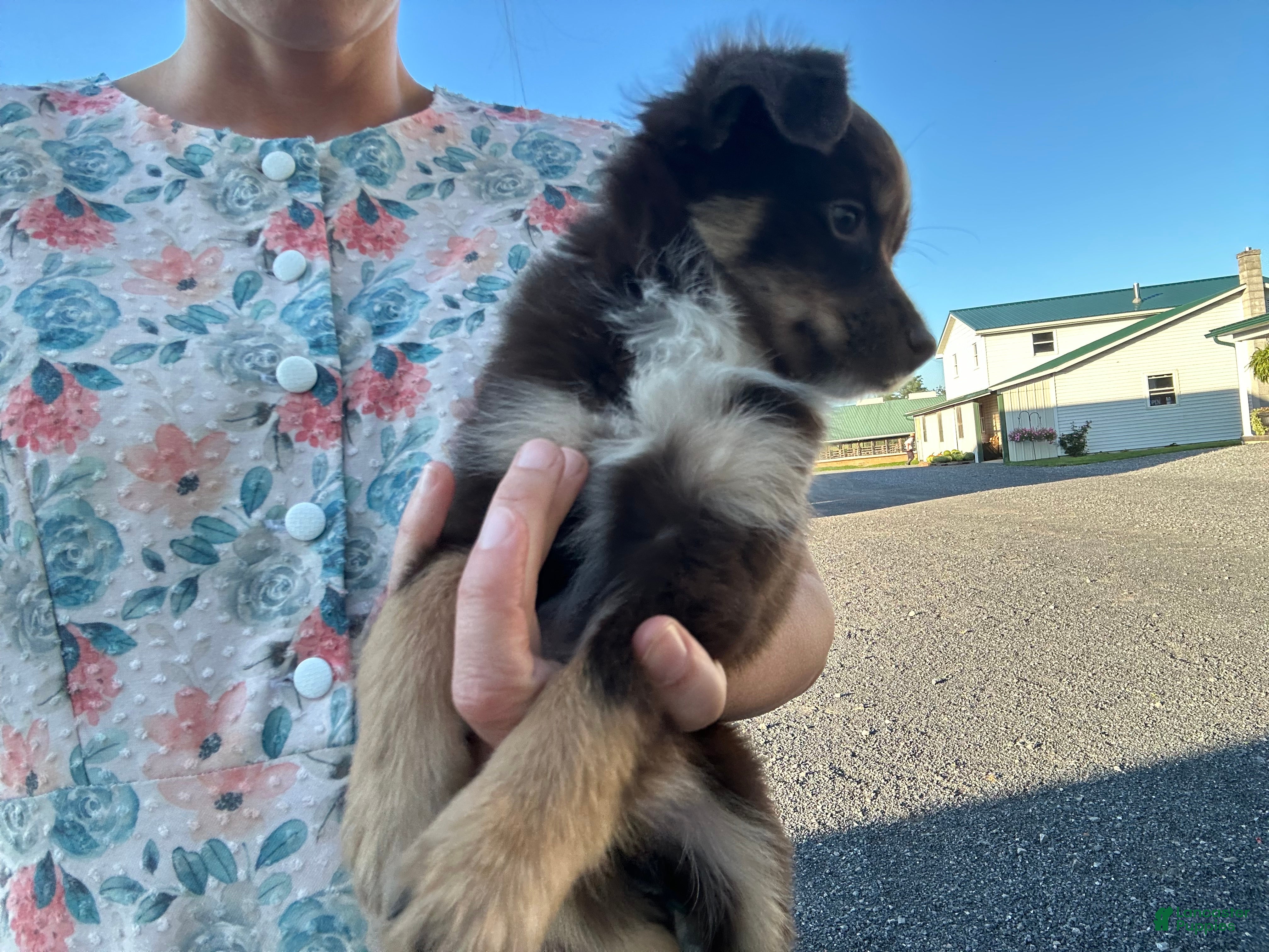 Miniature Australian Shepherd dogs Rusty  - Ad 2