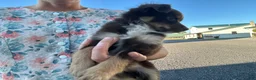 Miniature Australian Shepherd dogs for sale: Rusty  - Ad 2