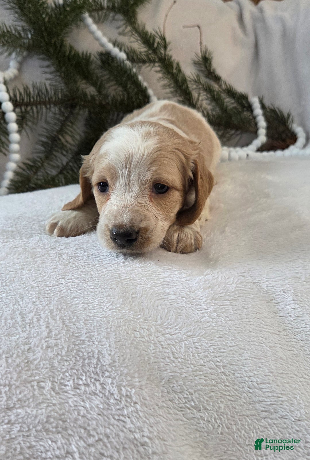 Miniature Dachshund dogs for sale: Jasper - Ad 14