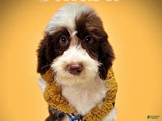 Havapoo dogs Simba - Ad 24