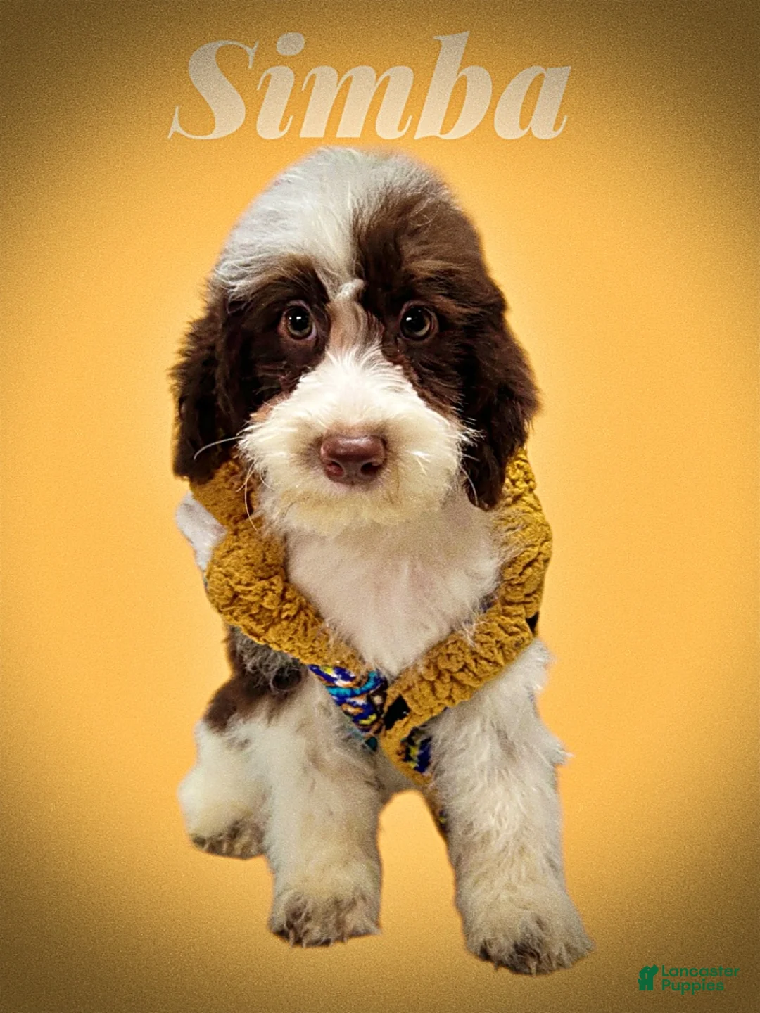 Havapoo dogs for sale: Simba - Ad 1