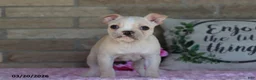 Frenchton dogs for sale: Lilac - Ad 4