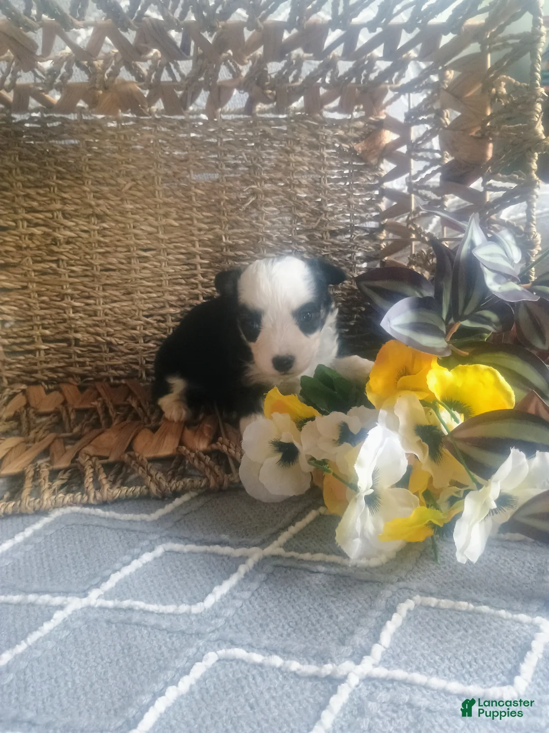 Mixed Breed dogs for sale: Mixed Breed Puppy 3 - Ad 2