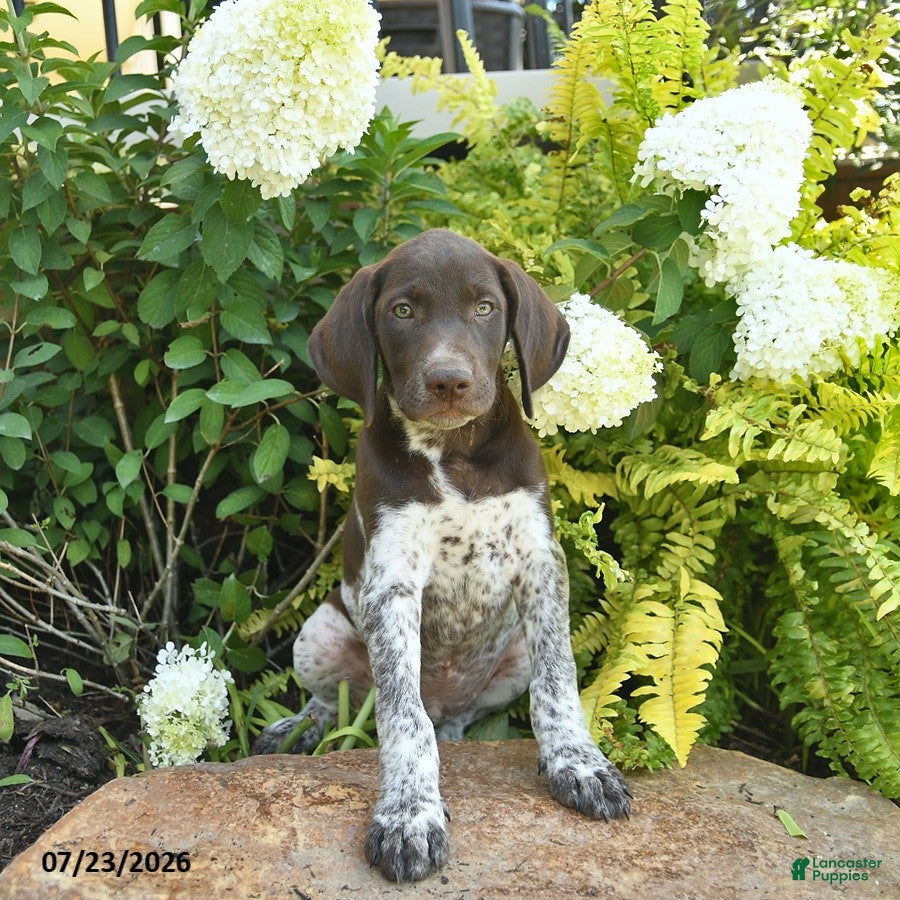 German Shorthaired Pointer dogs Jasper  - Ad 1