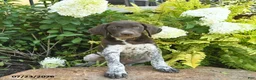 German Shorthaired Pointer dogs for sale: Jasper  - Ad 1