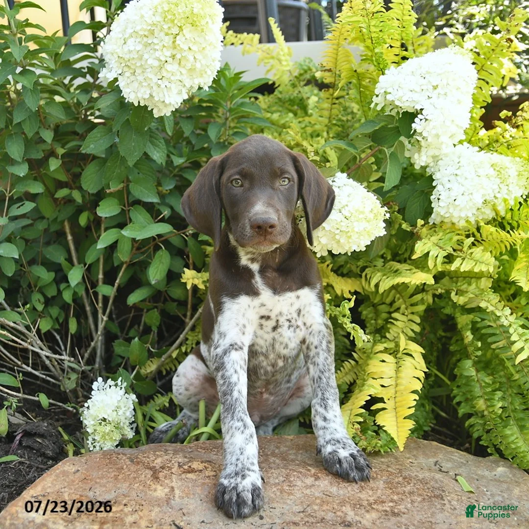 German Shorthaired Pointer dogs for sale: Jasper  - Ad 1