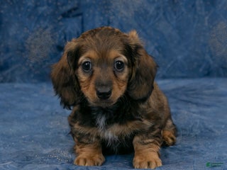 Miniature Dachshund dogs Harry - Ad 6
