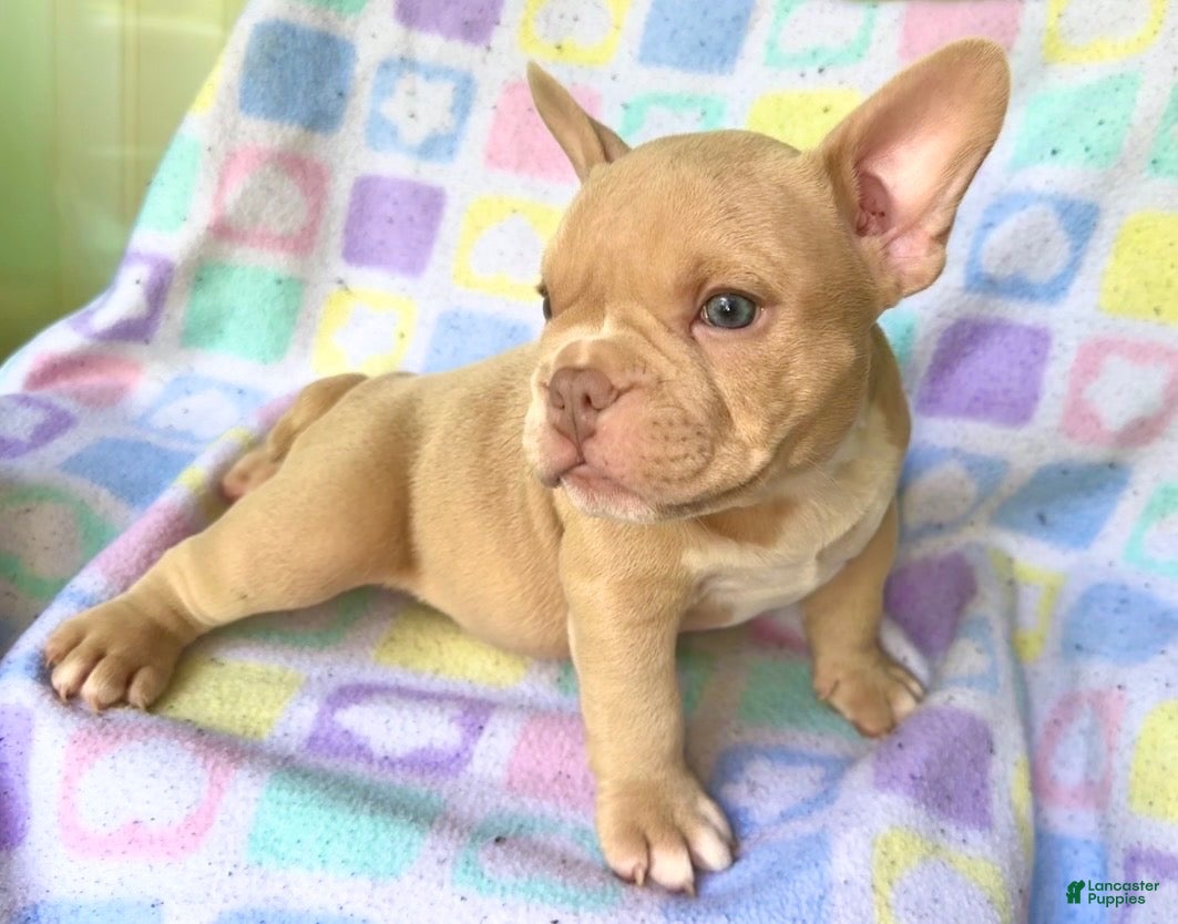 American Bully dogs for sale: American Bully 3 - Ad 3