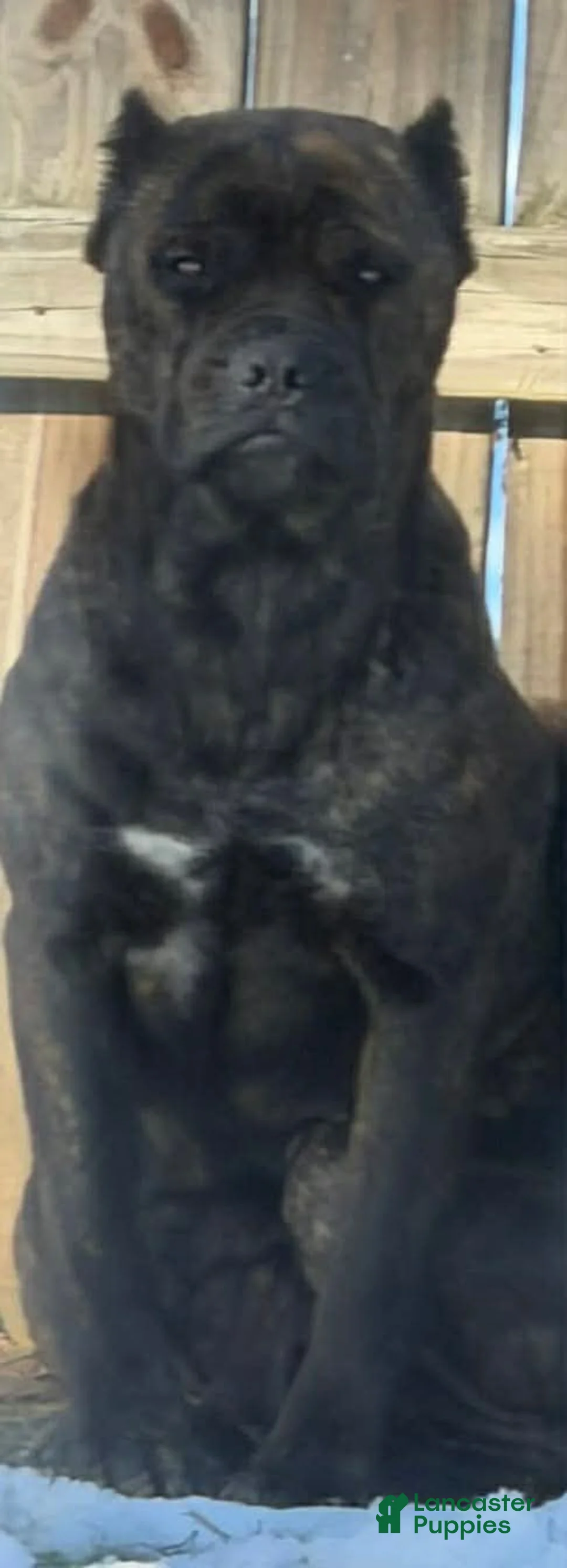 Cane Corso dogs for sale: Cane Corso 3 - Ad 3