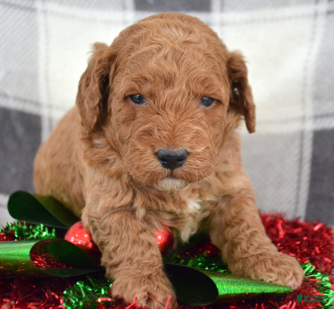 Goldendoodle dogs for sale: Mini Goldendoodle Puppy 3 Elmo - Ad 2