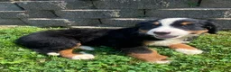 Bernese Mountain Dog dogs for sale: Daisy - Ad 7