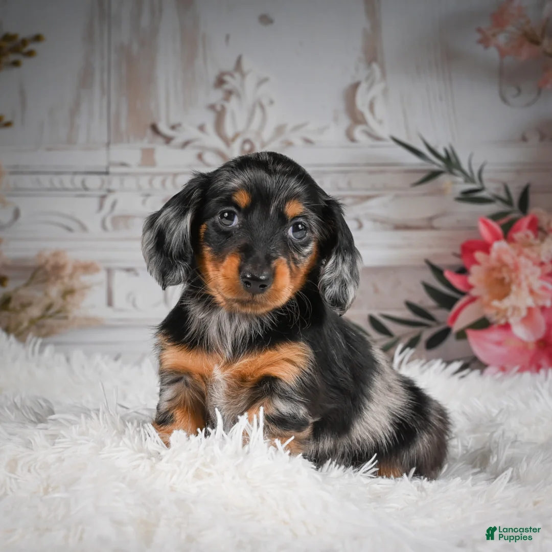 Miniature Dachshund dogs for sale: AKC-Riena - Ad 1