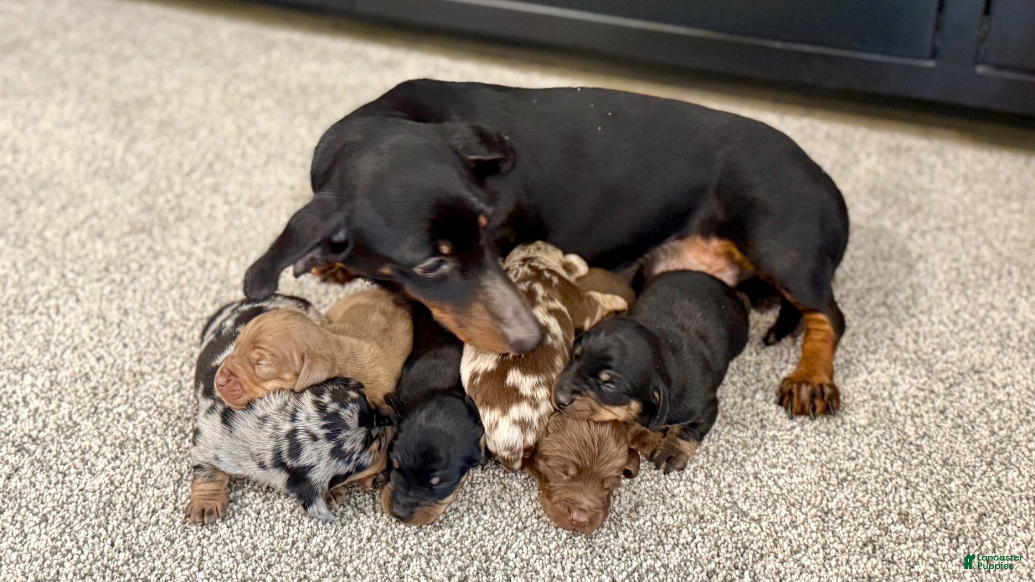 Miniature Dachshund dogs for sale: Milly - Ad 9