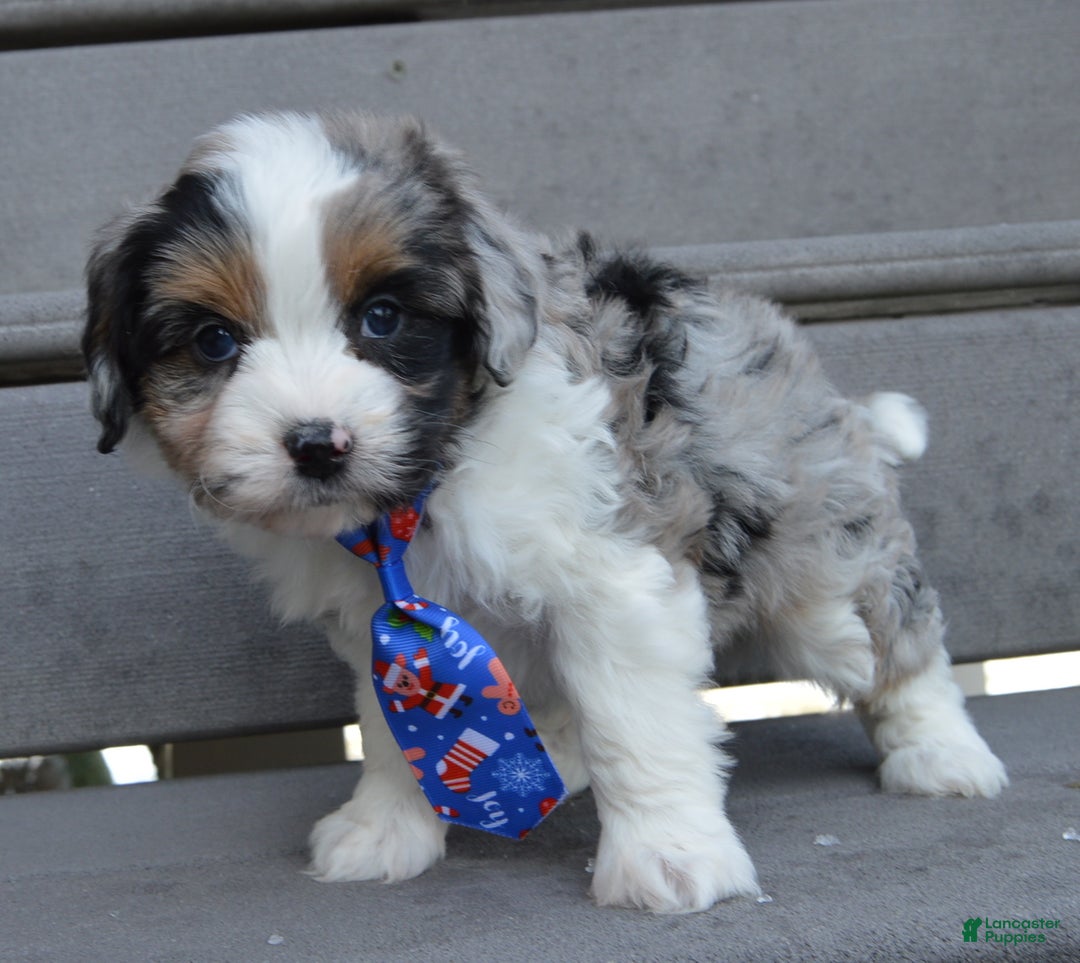 Mini Aussiedoodle dogs for sale: Toy Ace - Ad 7