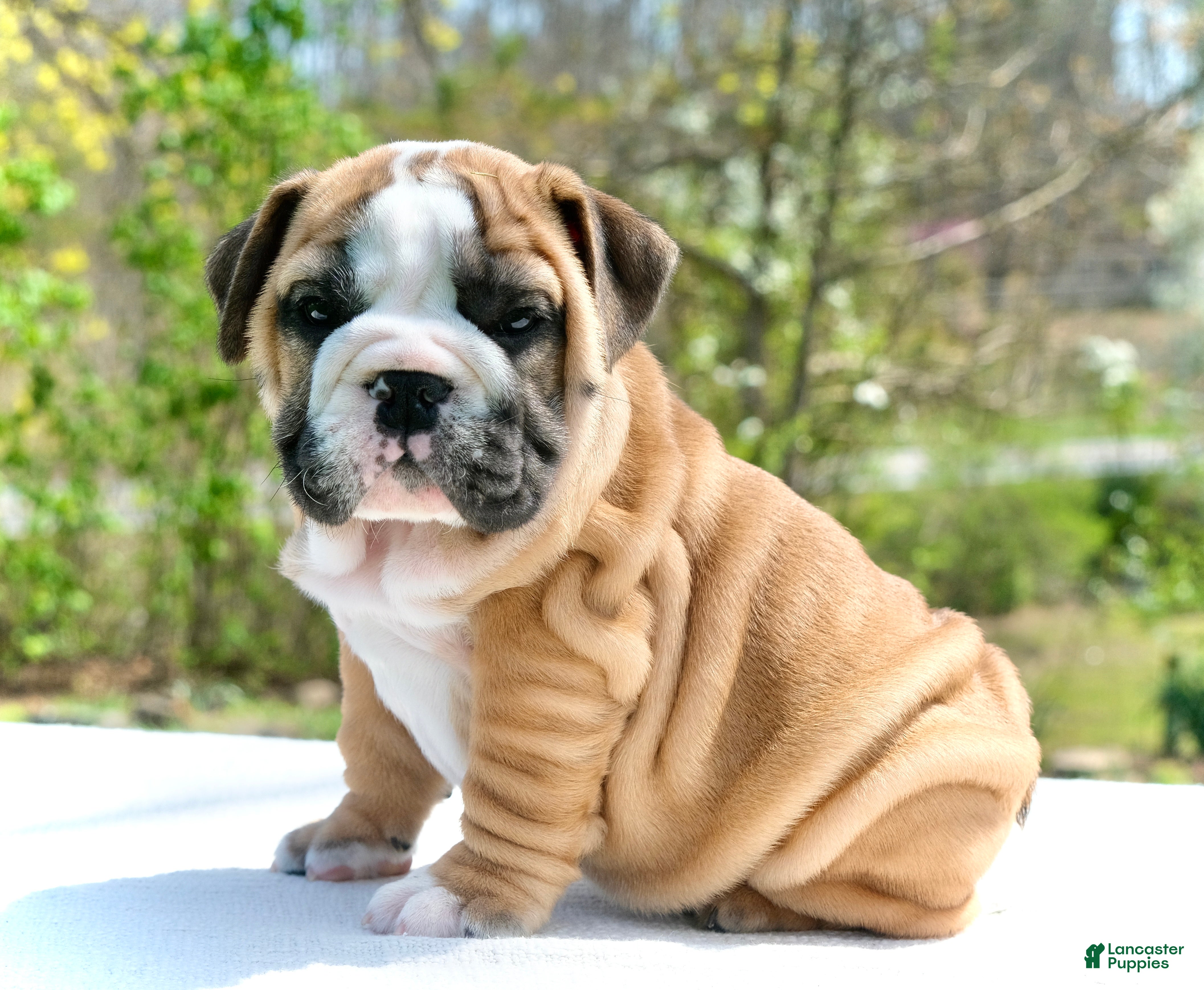 English Bulldog dogs Max - Ad 1