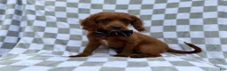Cavapoo dogs for sale: Domino - Ad 5