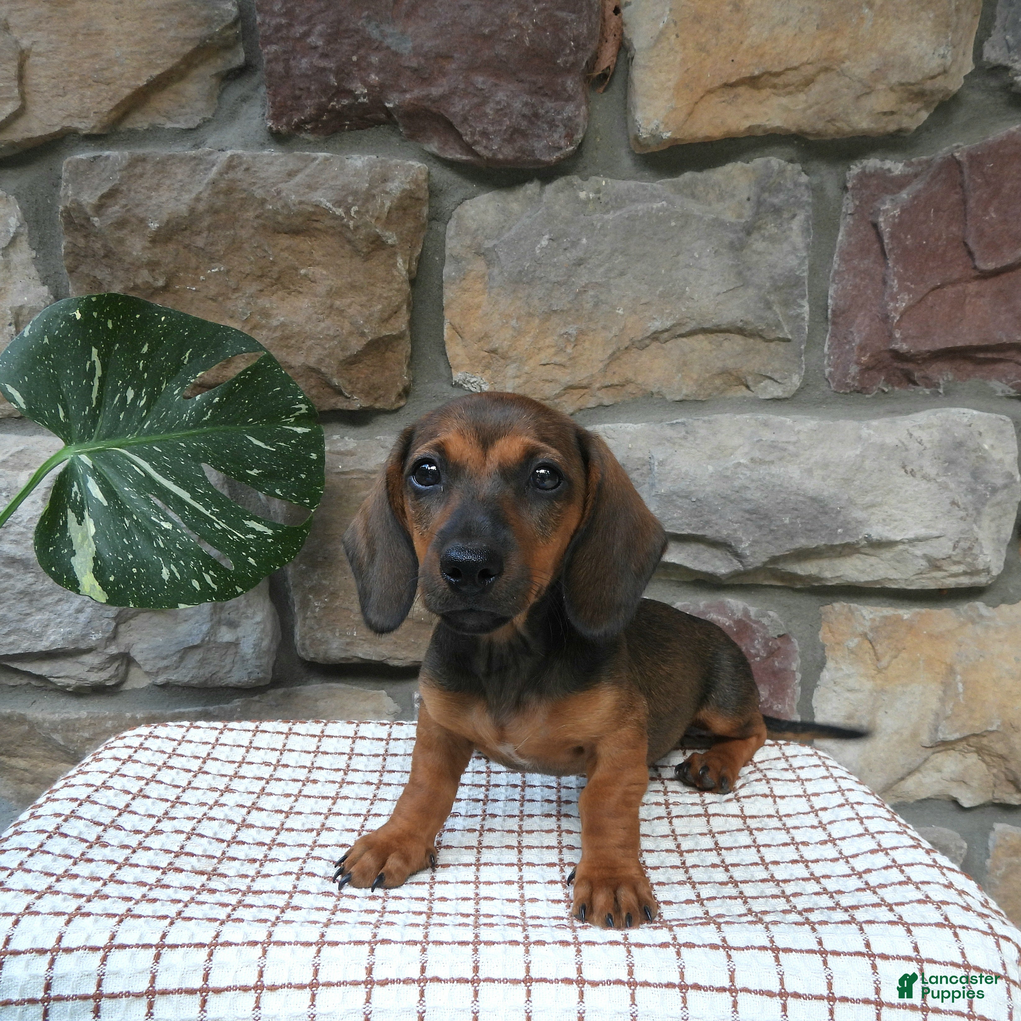 Miniature Dachshund dogs Toby - Ad 1