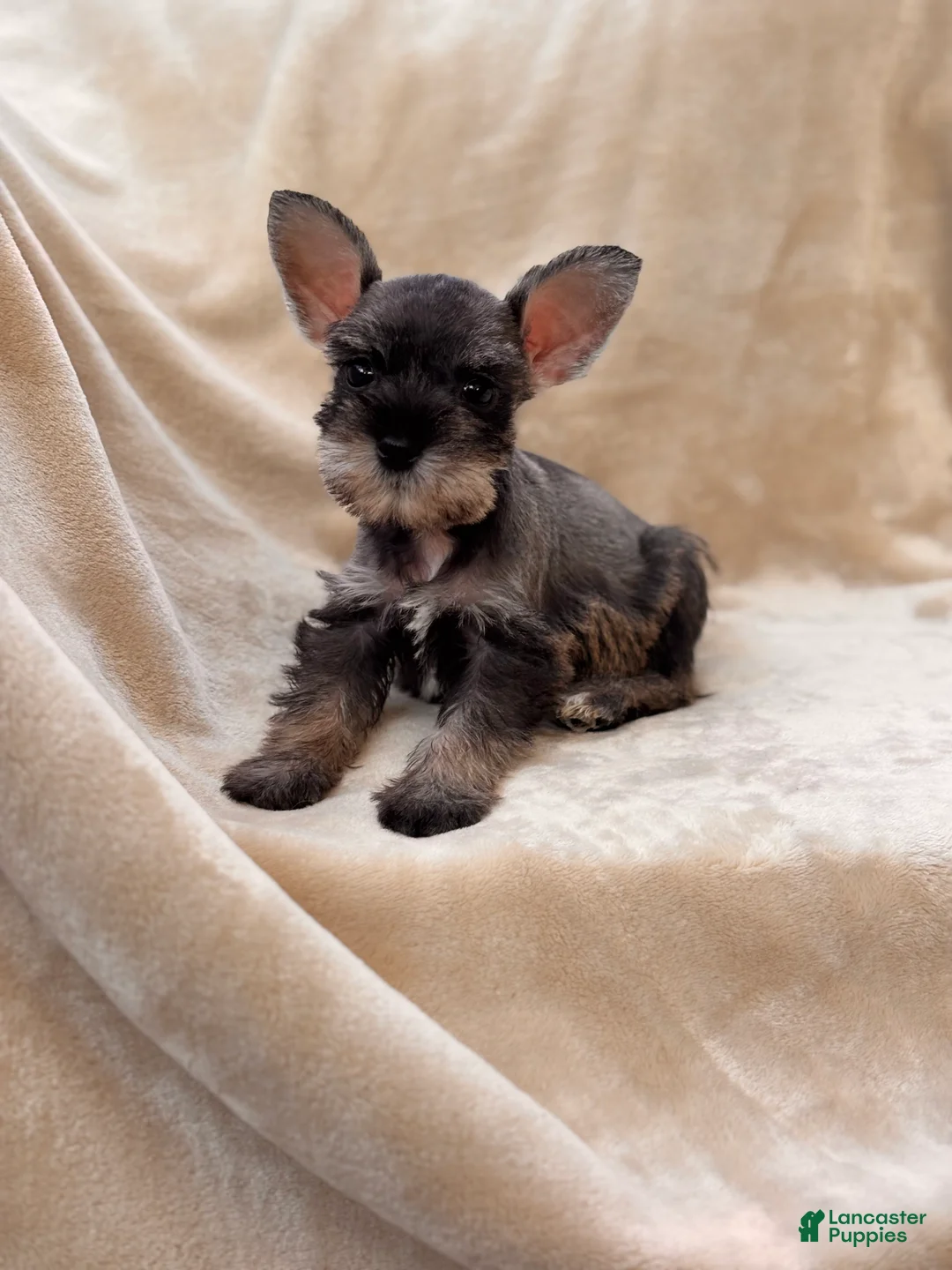 Miniature Schnauzer dogs for sale: Colette - Ad 4