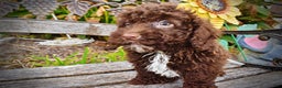 Havapoo dogs for sale: Muppet - Ad 4