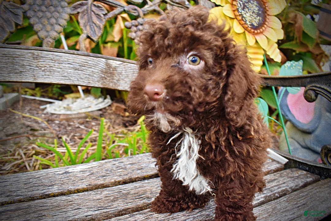 Havapoo dogs for sale: Muppet - Ad 4