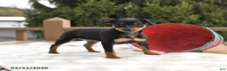 Miniature Pinscher dogs for sale: Tilly - Ad 3