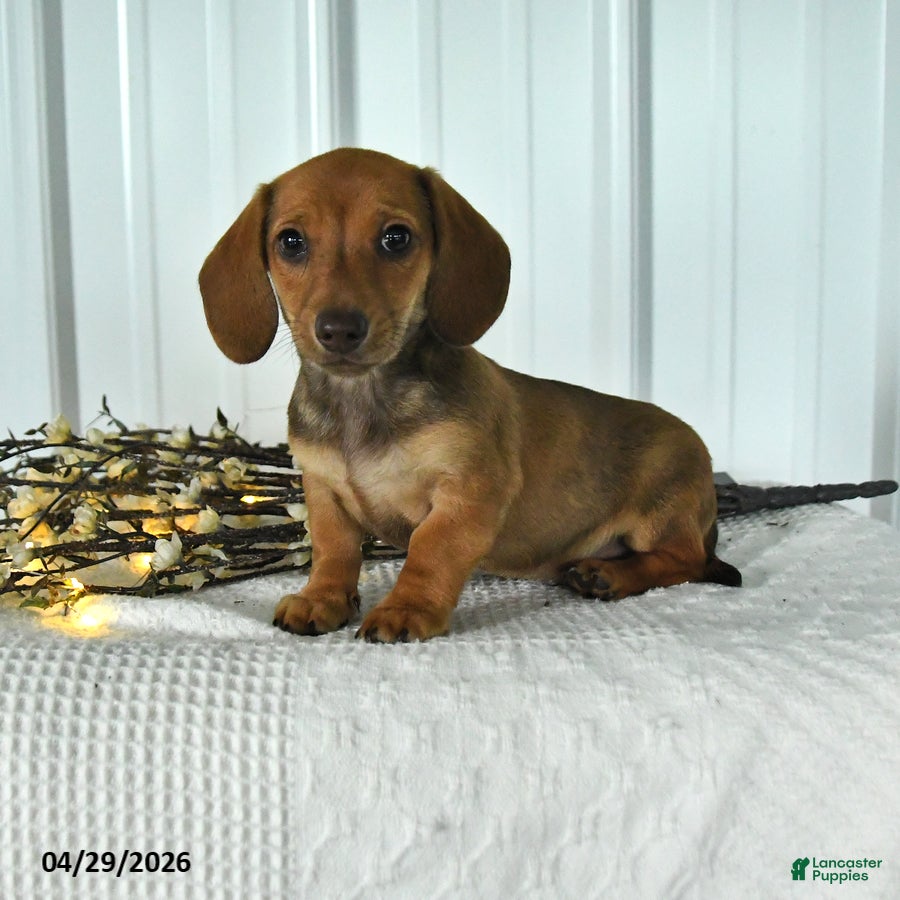 Miniature Dachshund dogs for sale: Doc - Ad 3