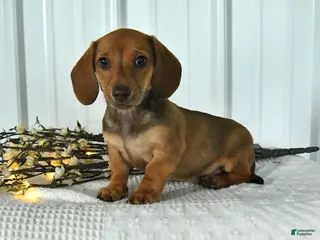 Miniature Dachshund dogs for sale: Doc - Ad 3