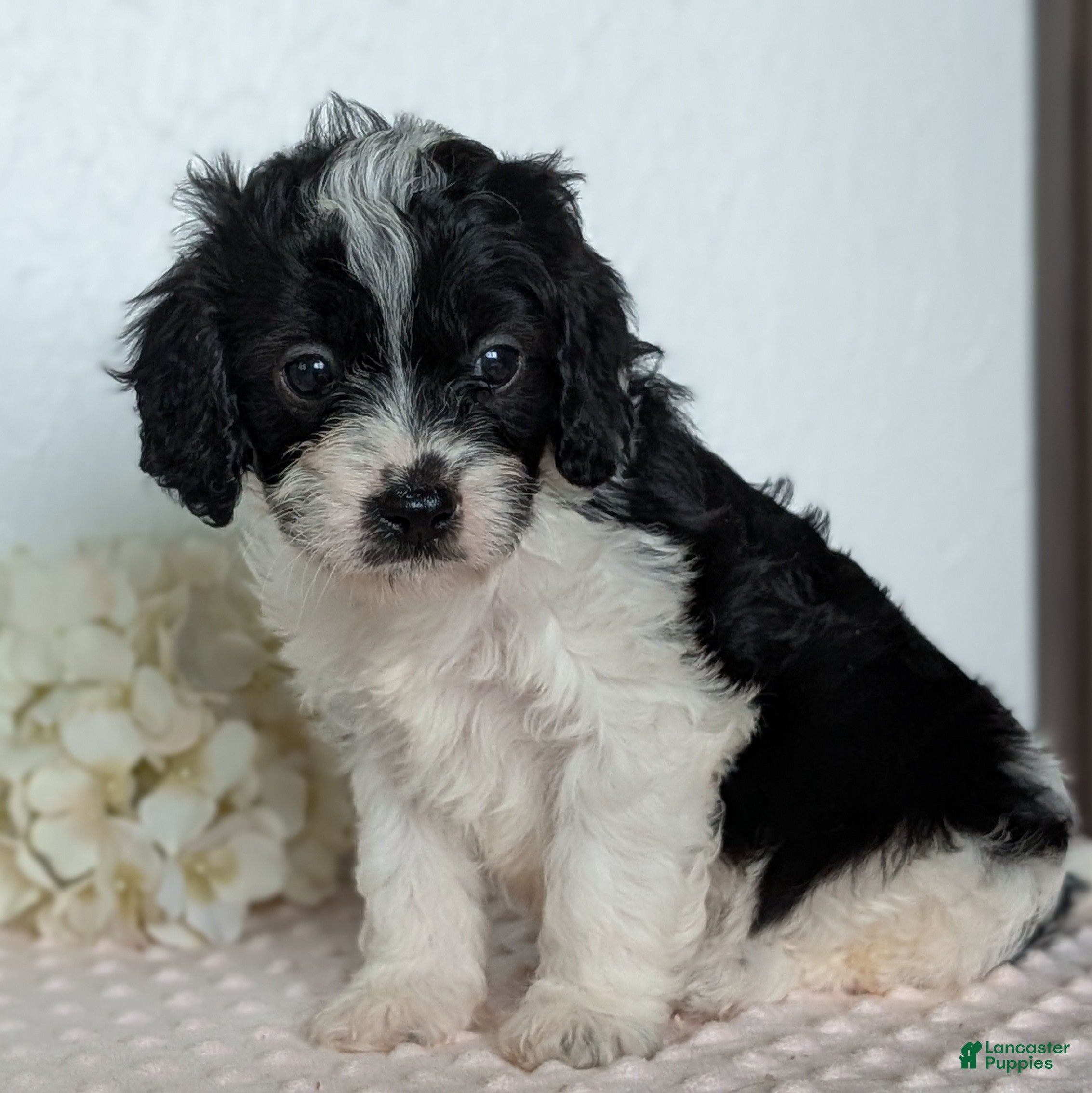 Cavapoo dogs Sparky - Ad 2