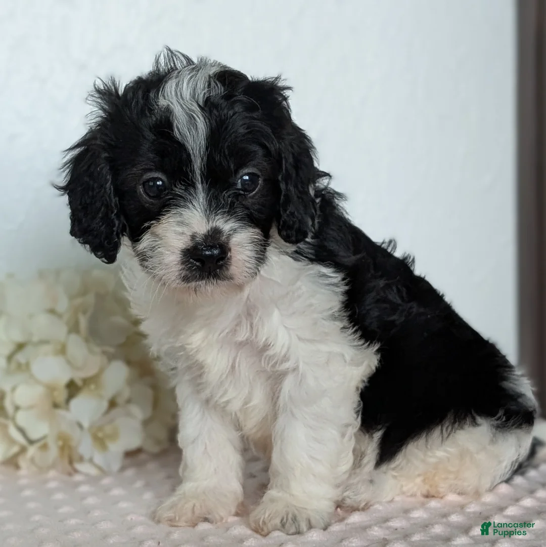 Cavapoo dogs for sale: Sparky - Ad 2