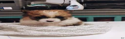 Pomeranian dogs for sale: Leo - Ad 1