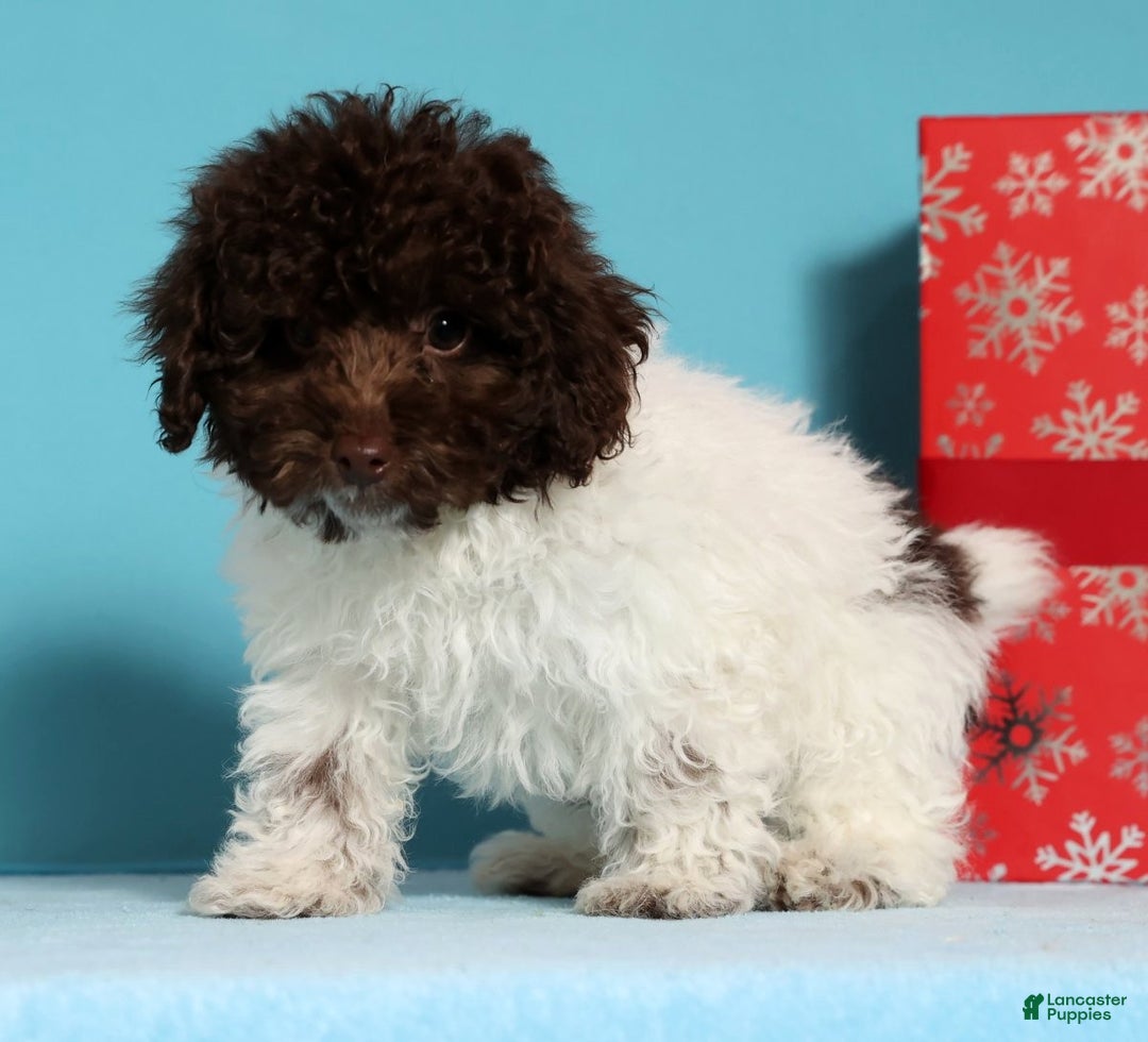 Miniature Poodle dogs for sale: Buddy - Ad 4