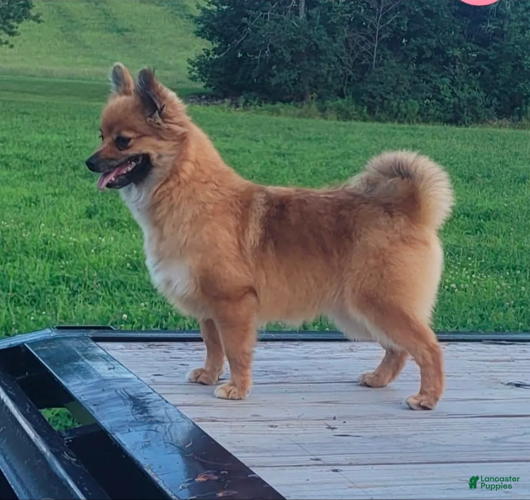 Pomchi dogs for sale: Pomchi Puppy 4 - Ad 3