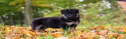 German Shepherd dogs for sale: Renita - Ad 4