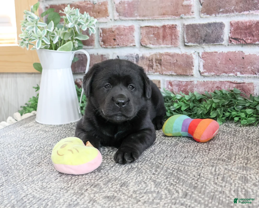 Labrador Retriever dogs for sale: Brooke - Ad 2