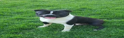 Boston Terrier dogs for sale: Cocoa - Ad 1