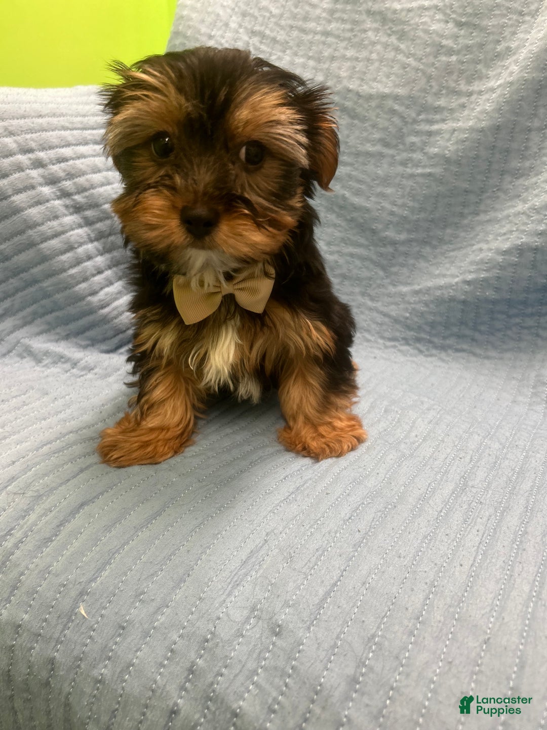 Morkie dogs for sale: Morkie Puppy 5 - Ad 4