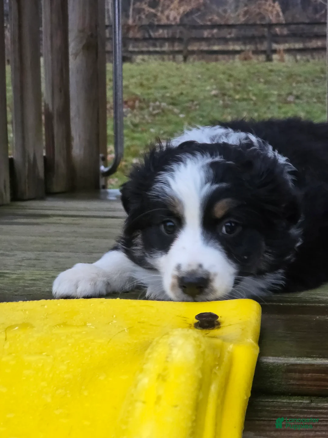 Australian Shepherd dogs for sale: Hazel - Ad 3