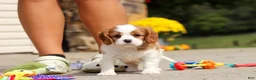 Cavalier King Charles Spaniel dogs for sale: Allie - Ad 9