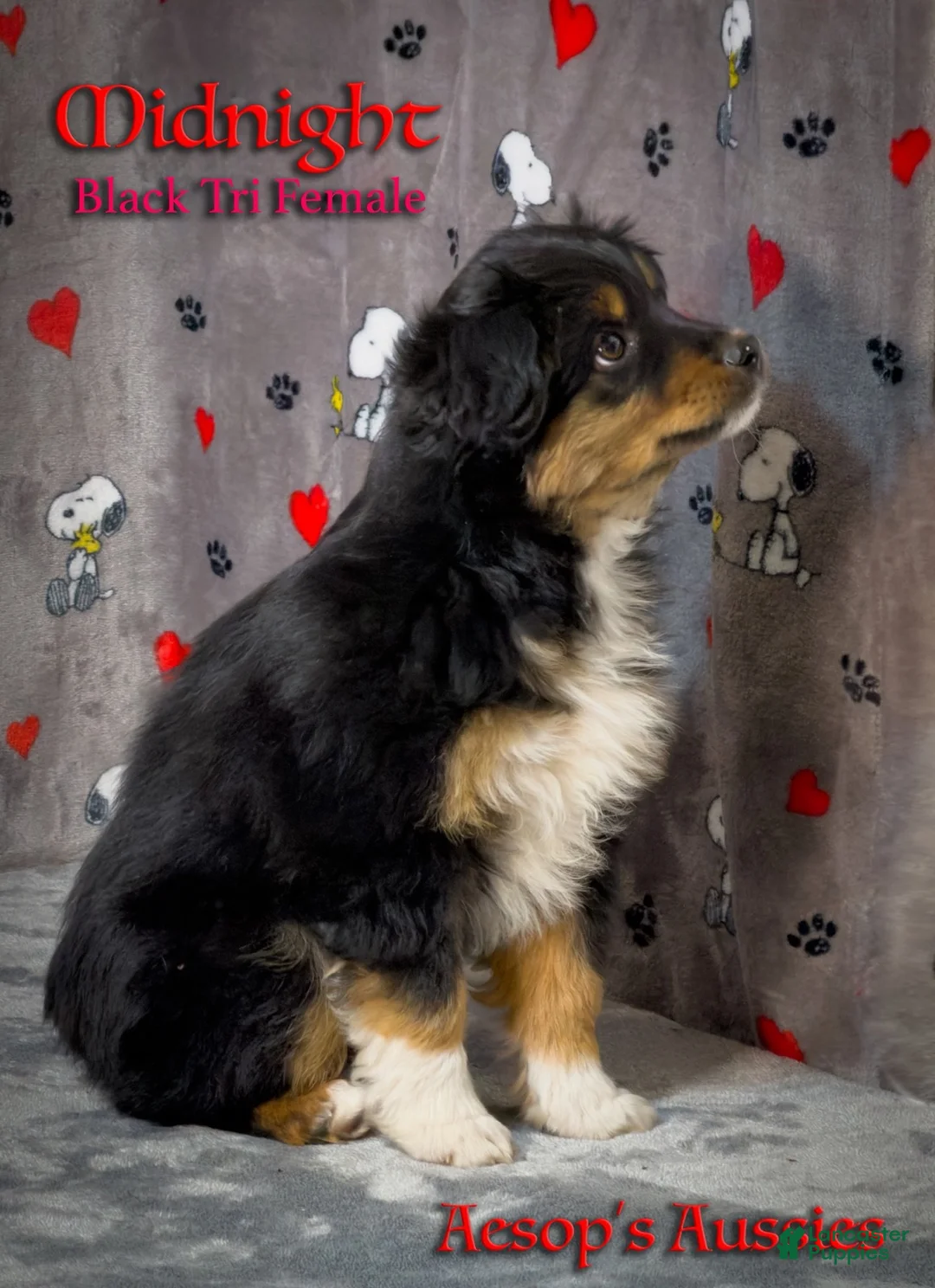 Toy Australian Shepherd dogs for sale: Midnight - Ad 3