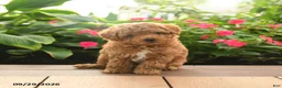 Toy Poodle dogs for sale: Finn - Ad 4