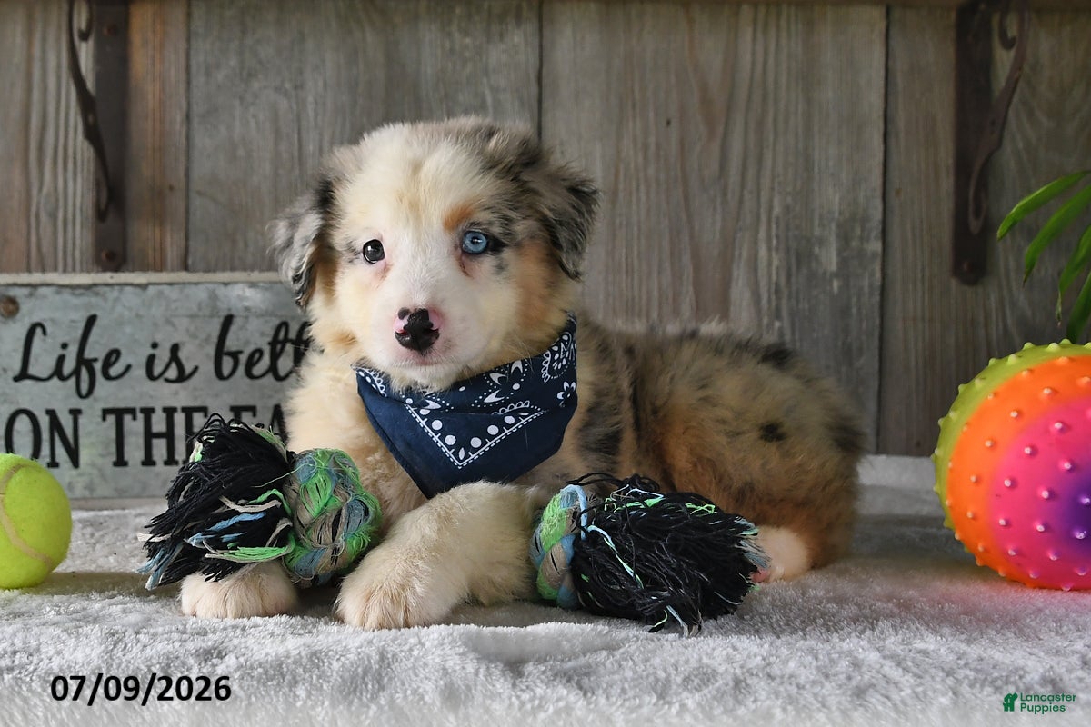 Australian Shepherd dogs Koby - Ad 1