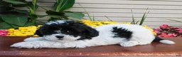 Teddy Bear dogs for sale: Doublestuff - Ad 3