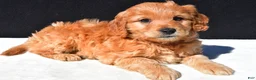 Mini Goldendoodle dogs for sale: Archie - Ad 1